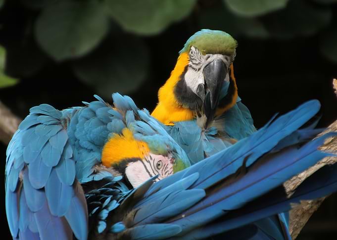 Parrot