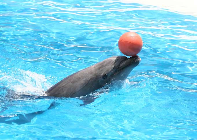 Dolphin