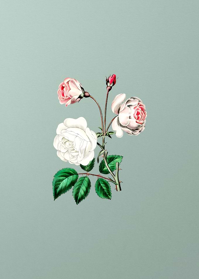 Ruga Rose Flower on Mint
