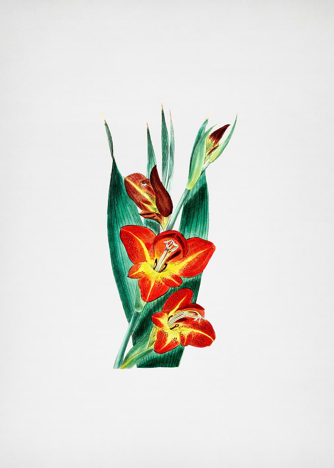 Parrot Gladiole Flower