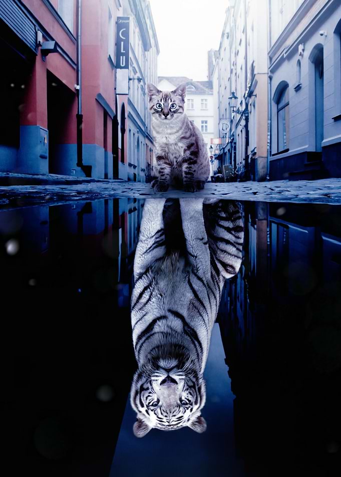 Kitten and Big White Tiger