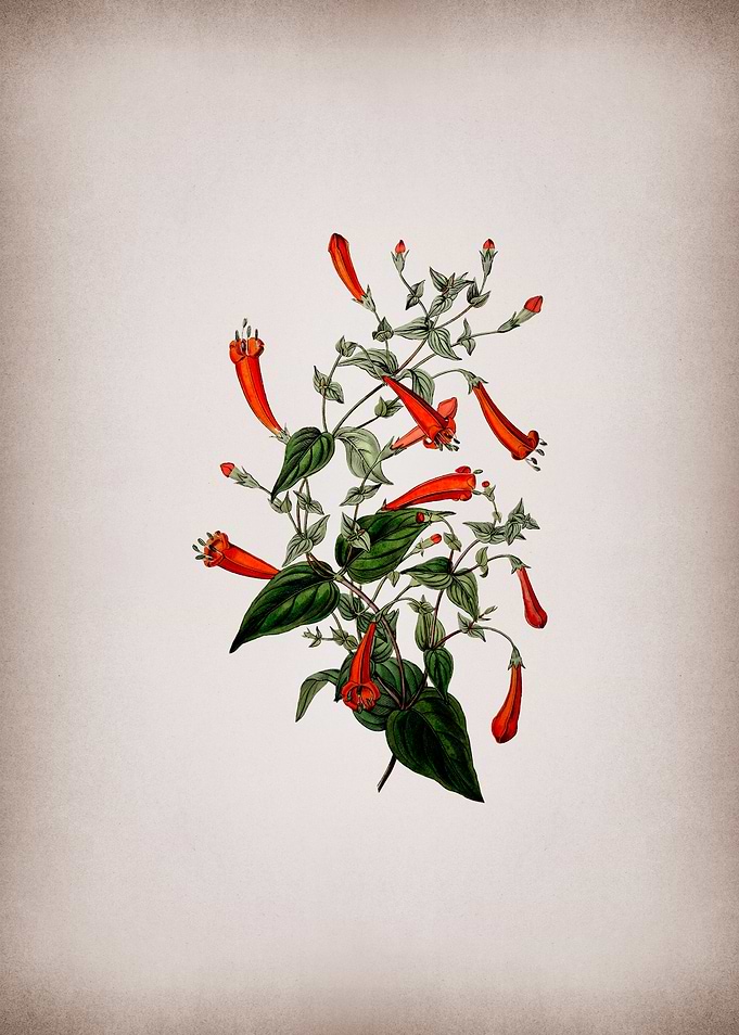 Heart Leaved Manettia