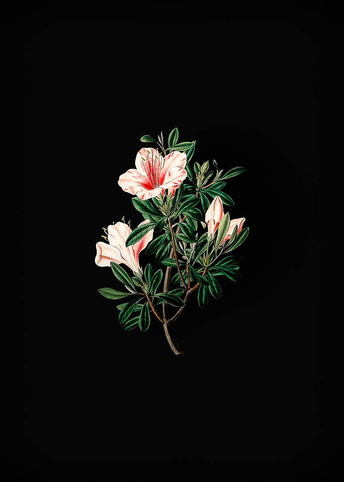Variegated Chinese Azalea