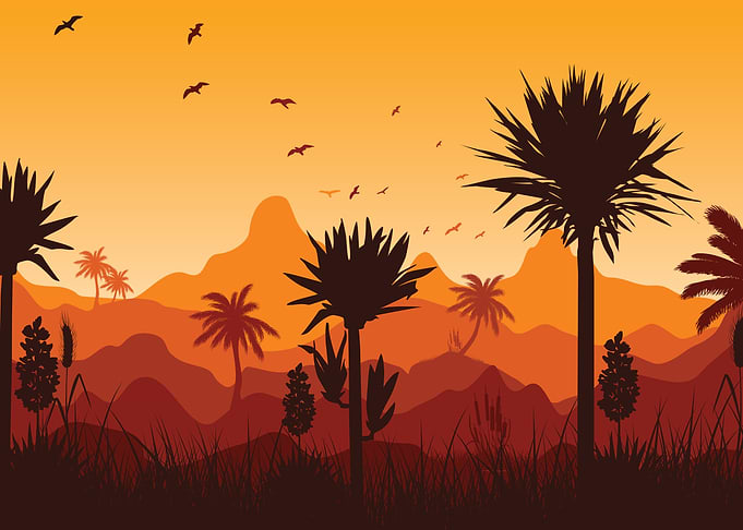 palm tree beach