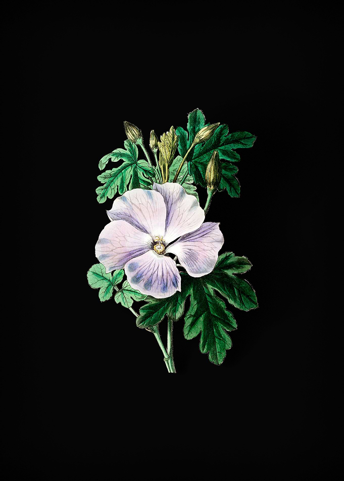 Wrays Hibiscus Flower