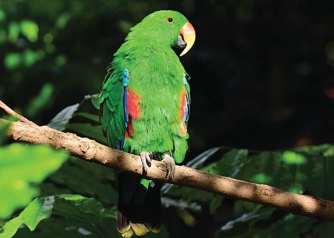 Parrot