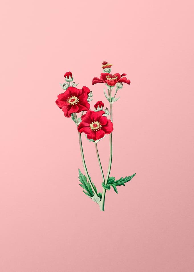 Chilean Guem Flower