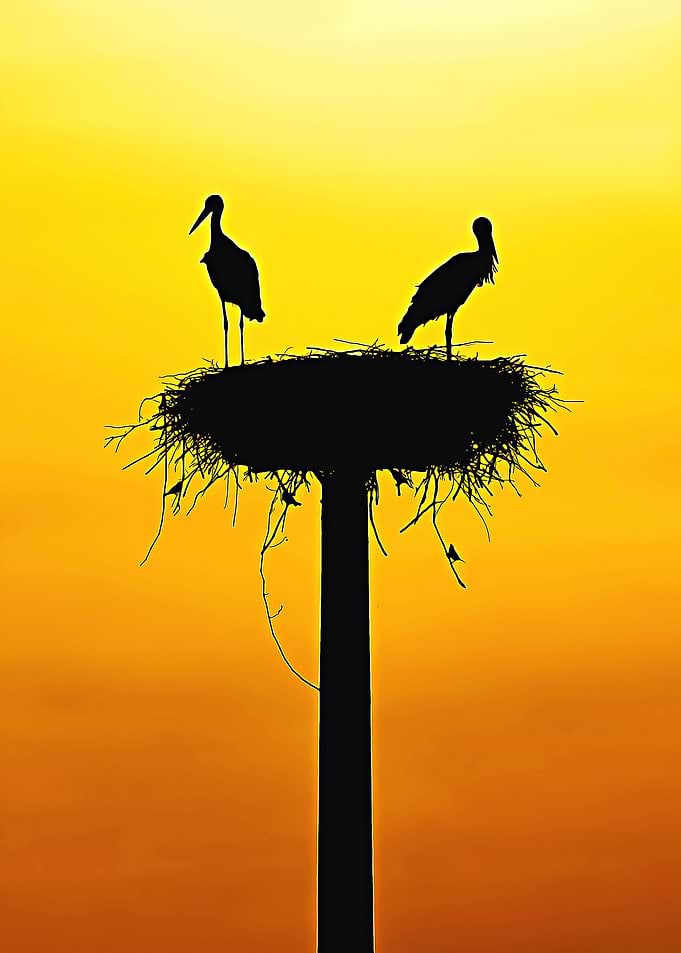 stork poster