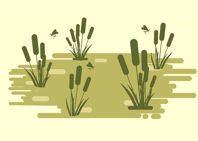 Swamp Landscape