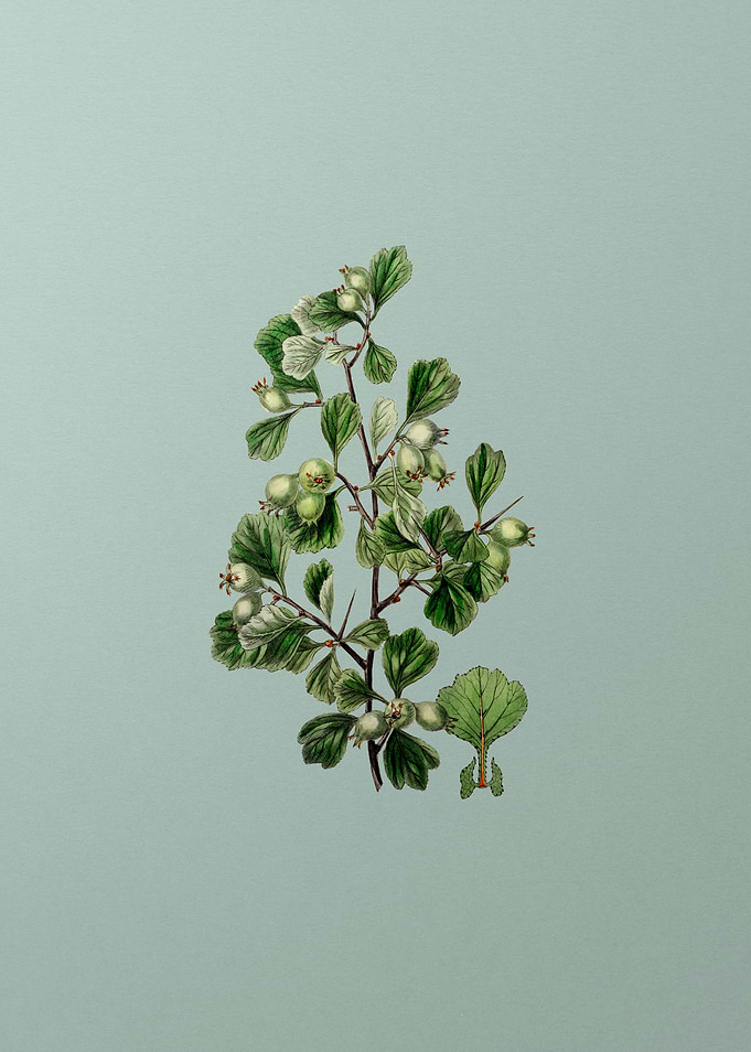 Spathula Leaf Thorn Flower