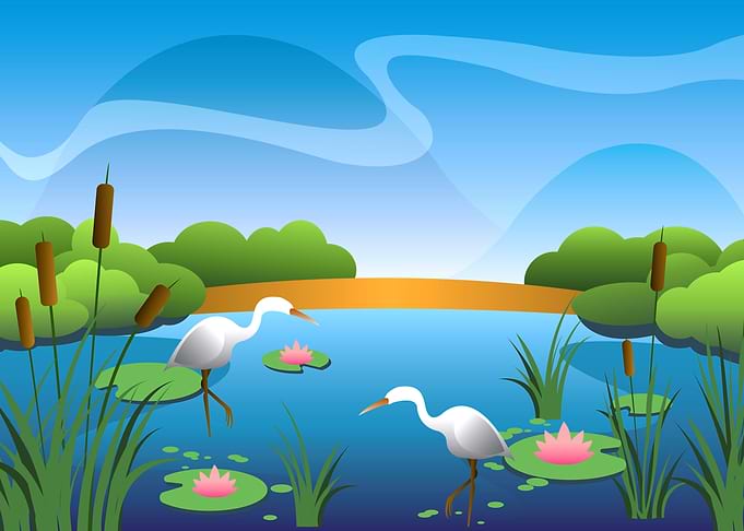 Swamp Landscape