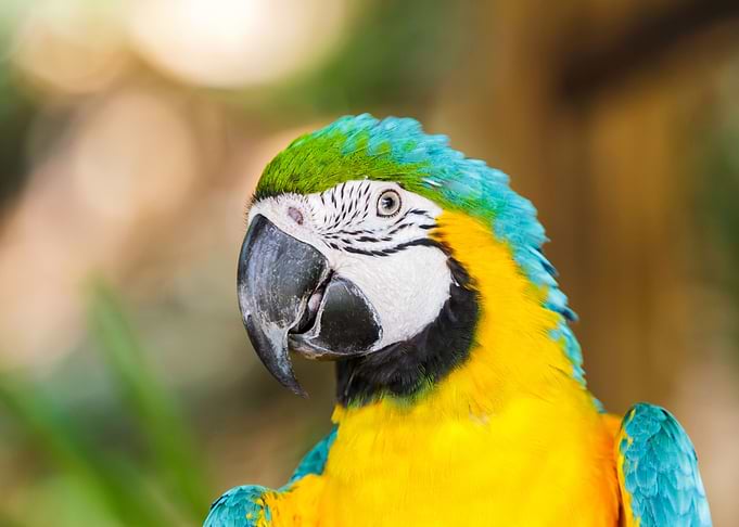 Parrot