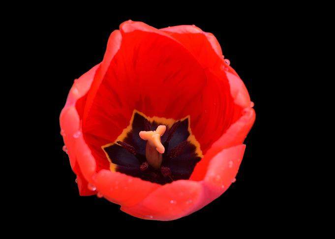 Flower Power