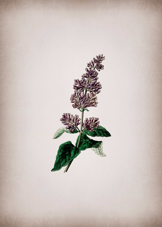Lilac Flower on Parchment