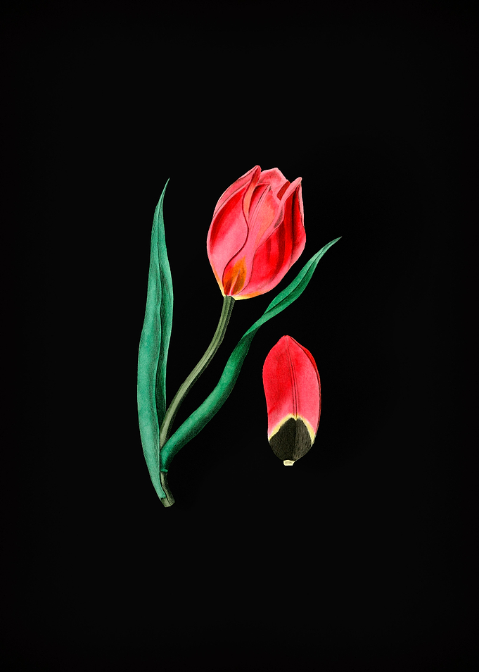 Suns Eye Tulip on Black