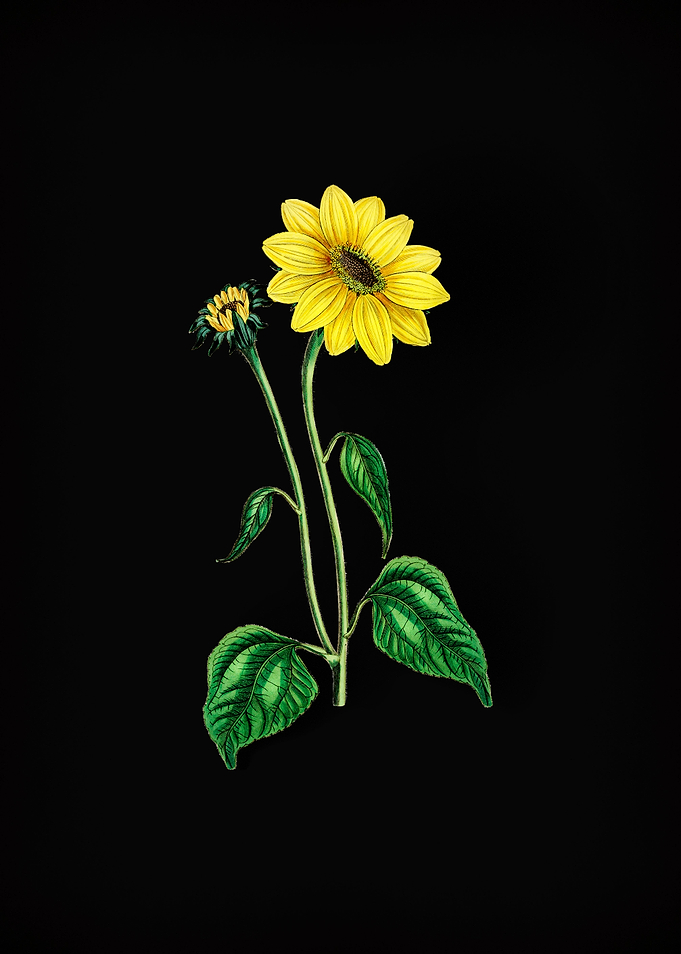Trumpet Stalked Sunflower