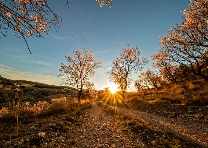 A path between almond tree