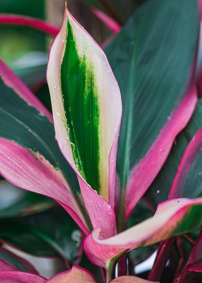Ti Plant