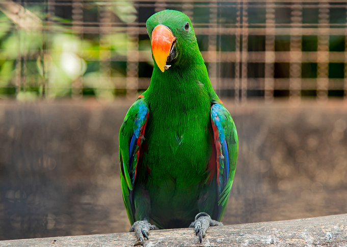 Parrot