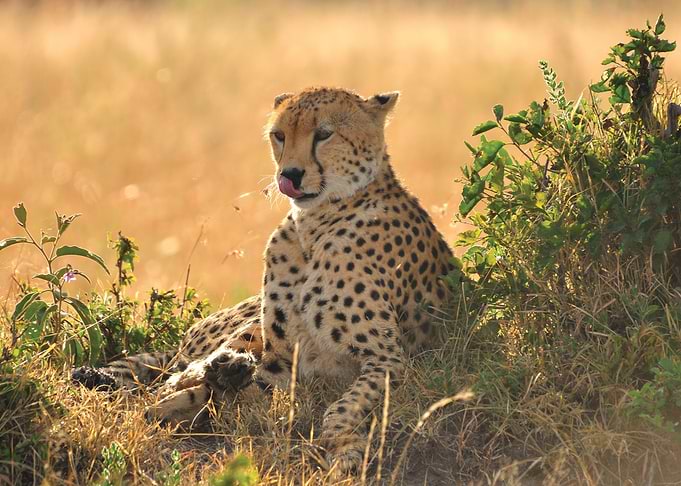 Leopard