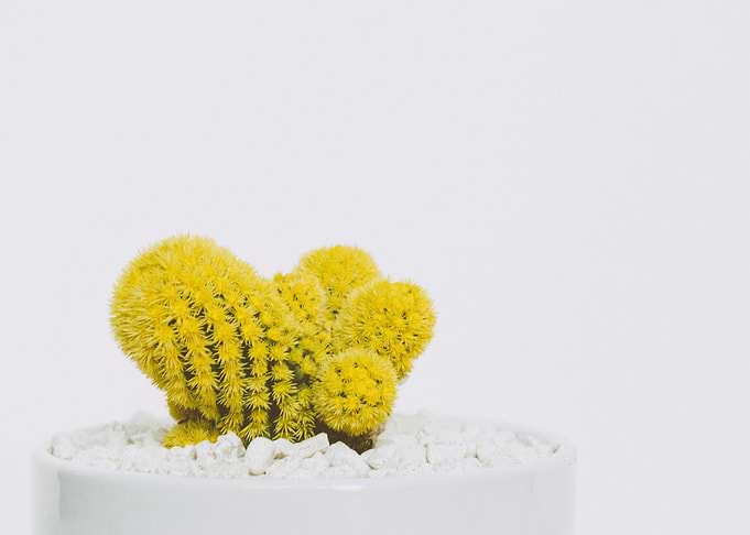Cactus plant