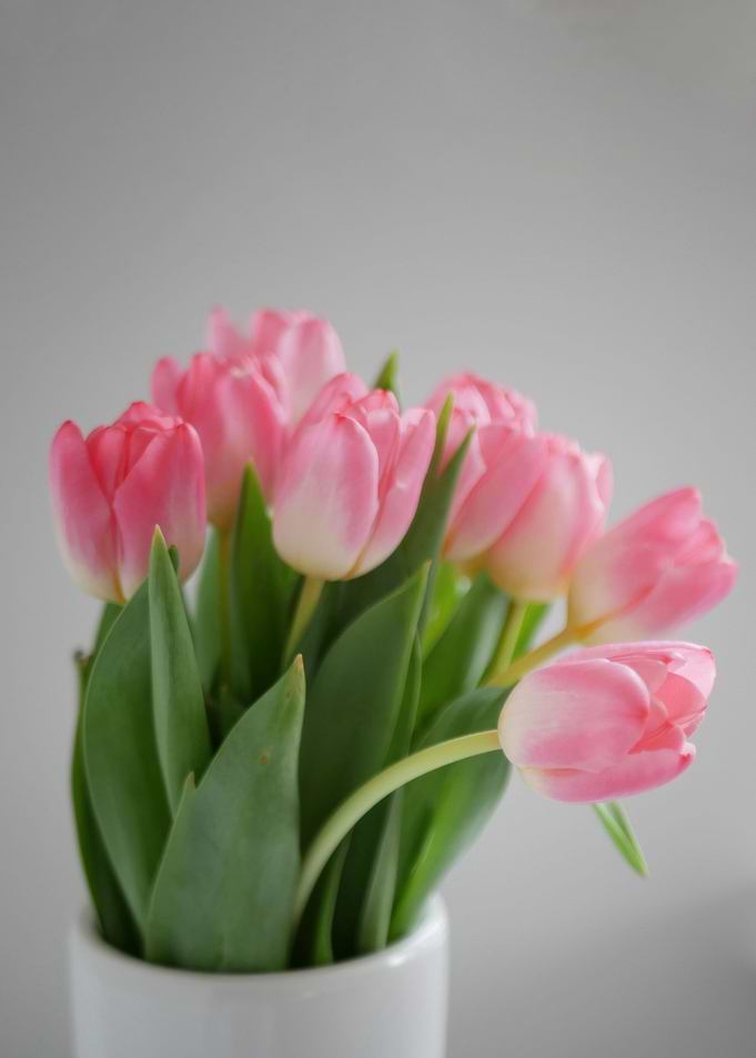 tulip flower