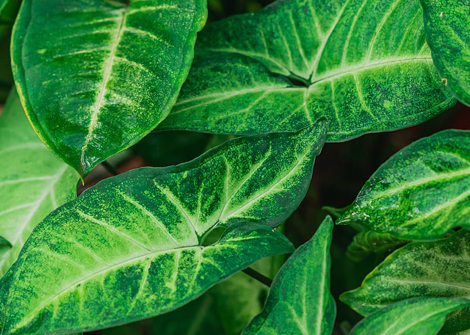 Arrowhead Plant
