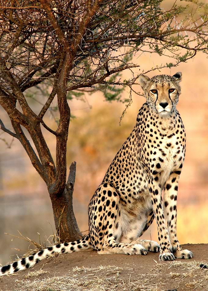 Leopard