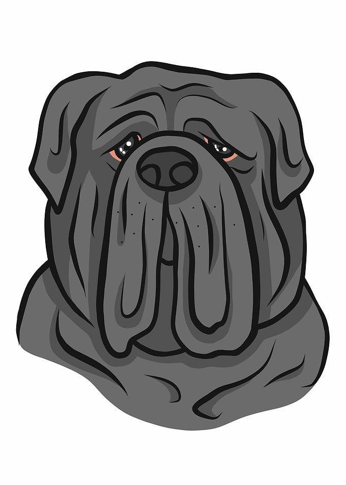 Neapolitan Mastiff dog
