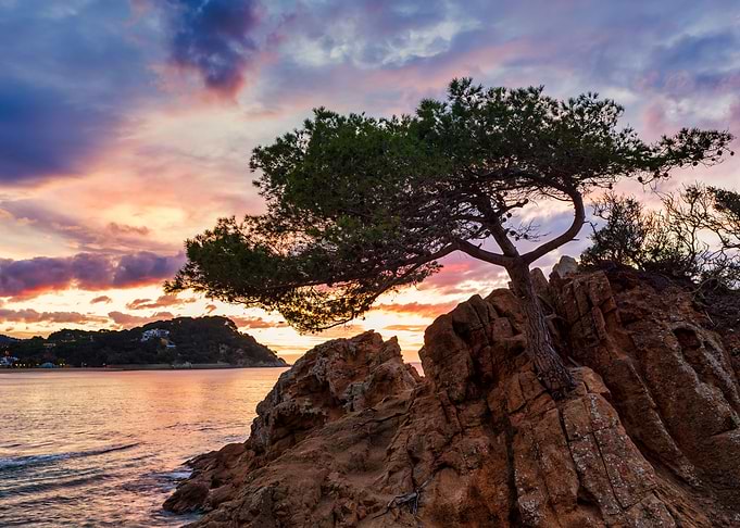 Lonely tree at sunrise