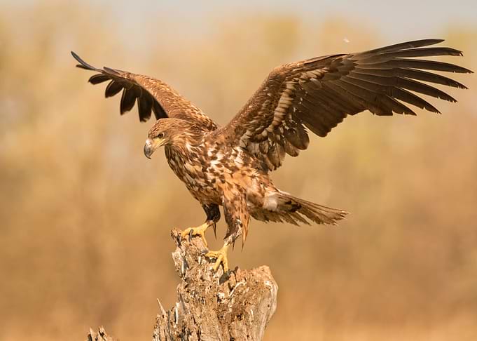 Eagle