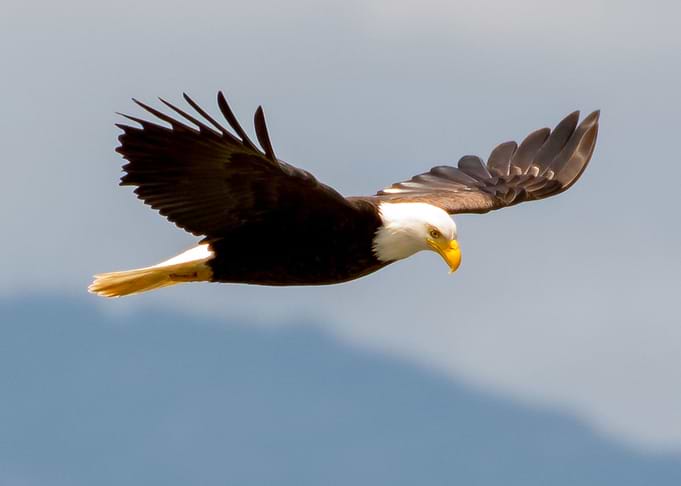 Eagle