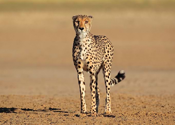 Leopard