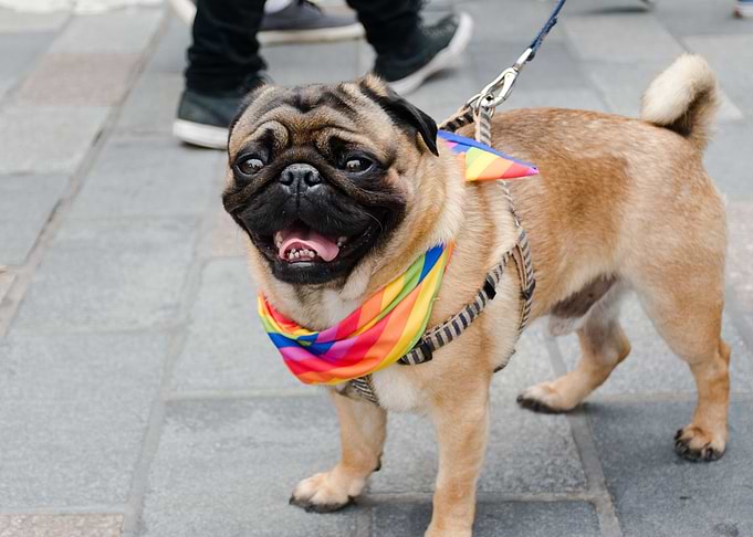 Proud Pug