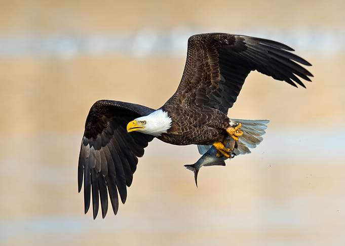 Eagle
