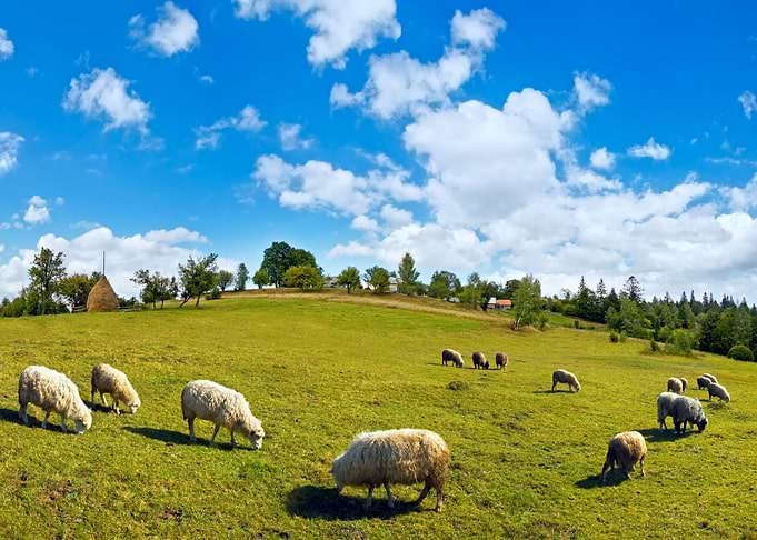 Sheep Animal