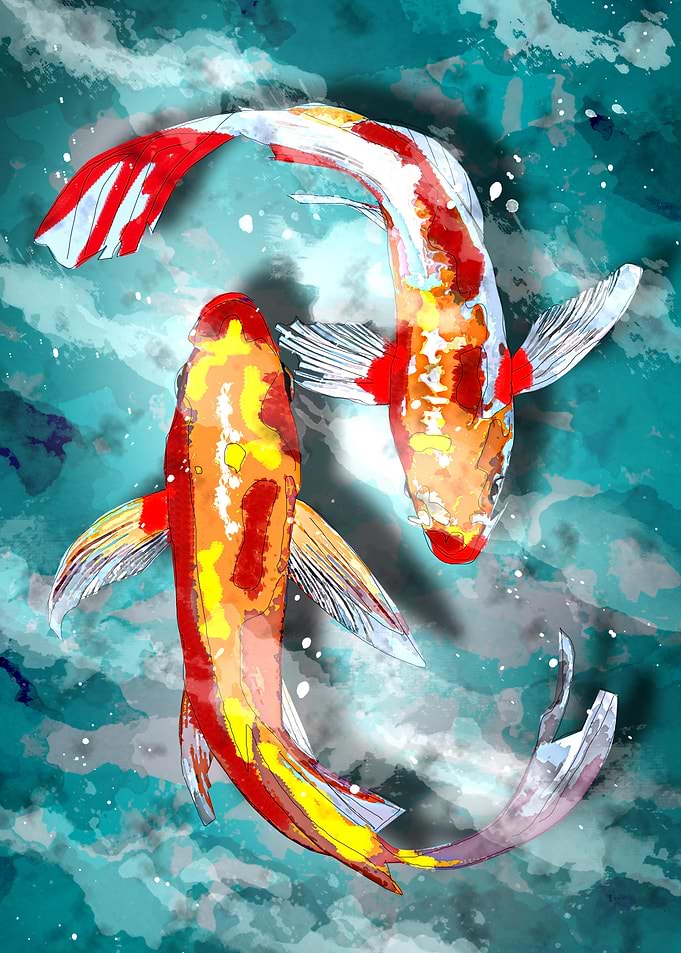 koi fish