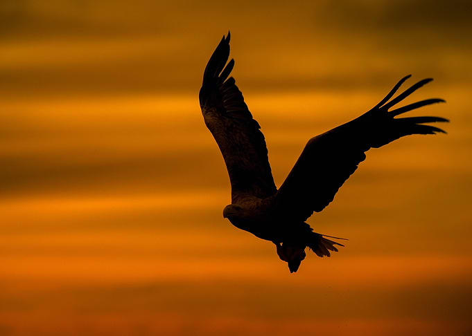 Eagle