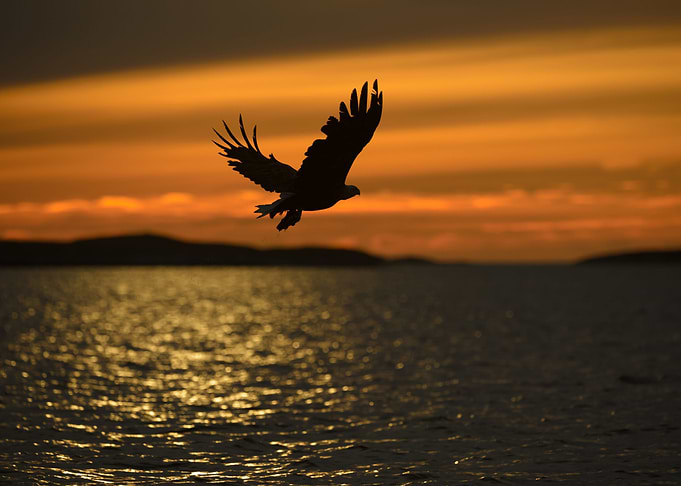 Eagle