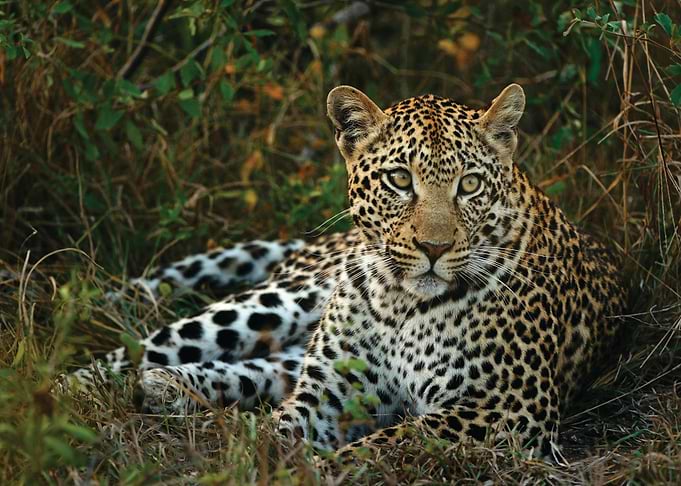 Leopard