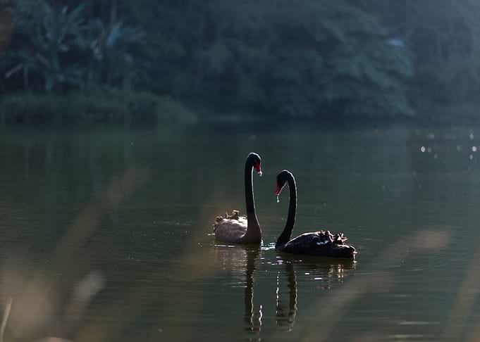 SWANS