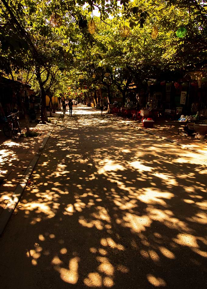 Dappled Light