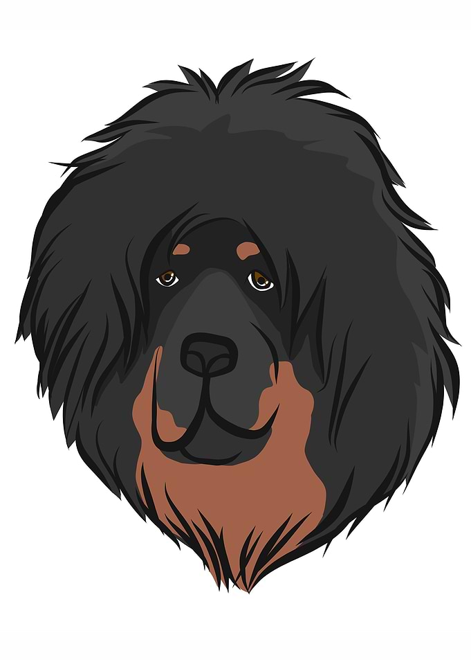 Tibetan Mastiff dog face