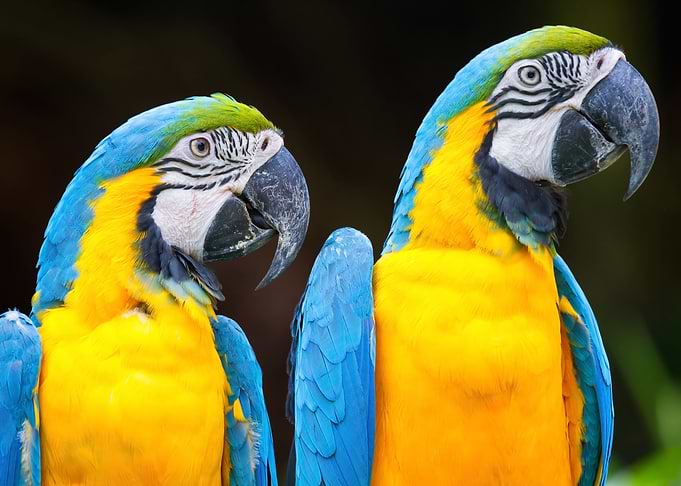 Parrot