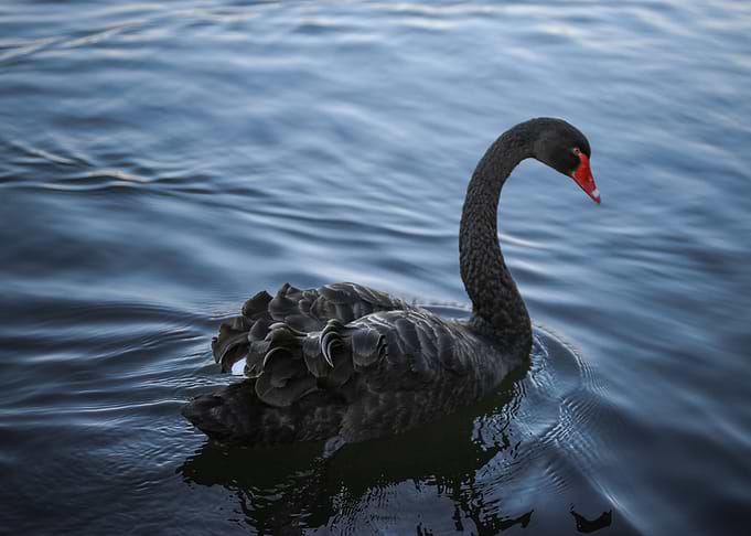 SWANS