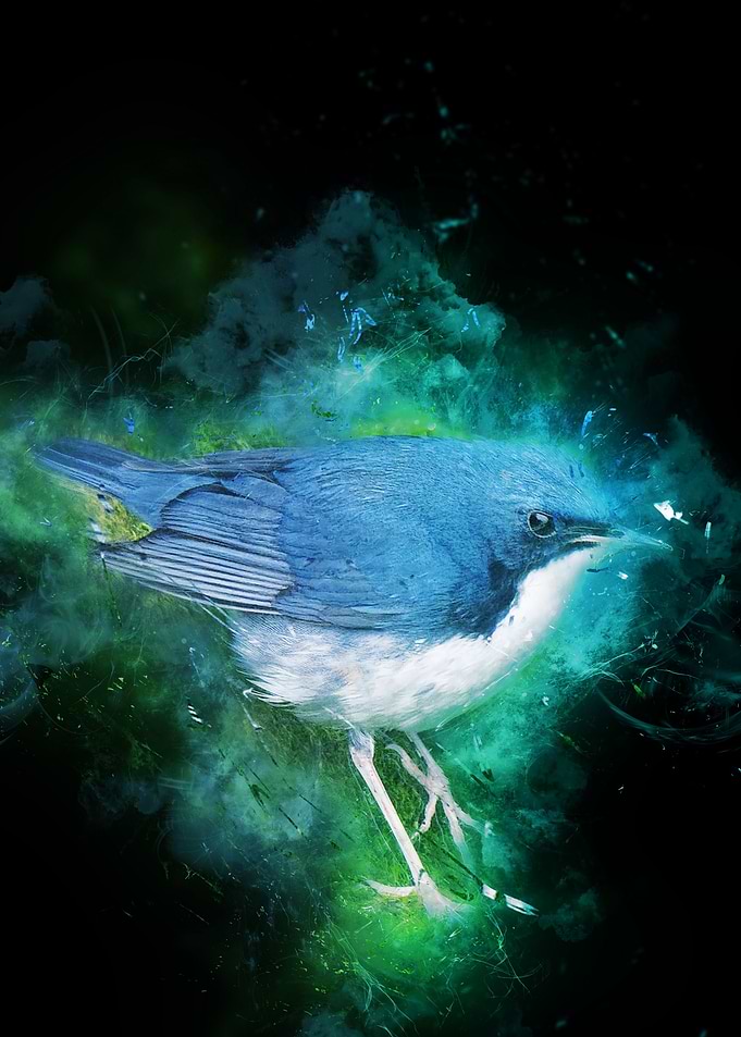 Blue tit