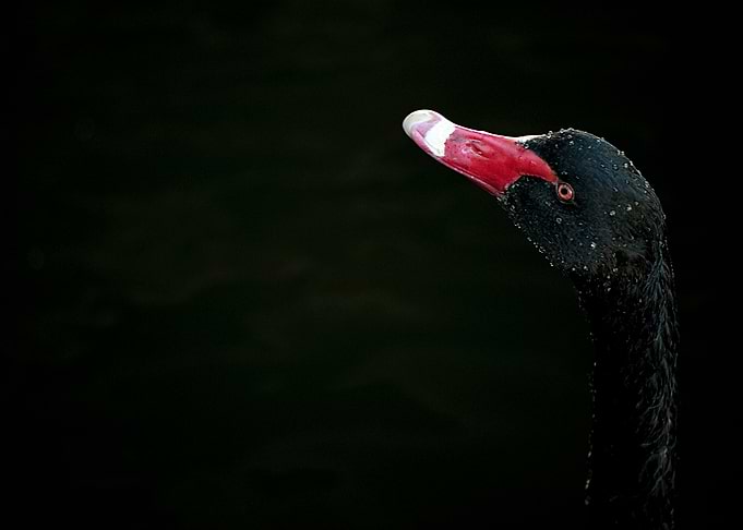 SWANS