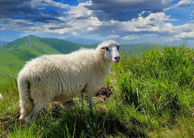 Sheep Animal