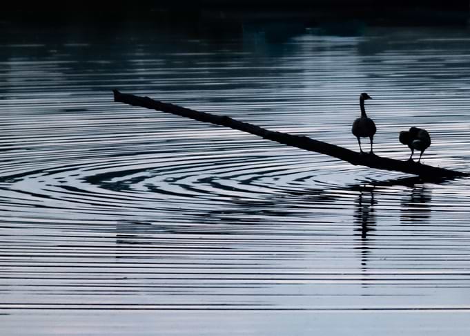 SWANS
