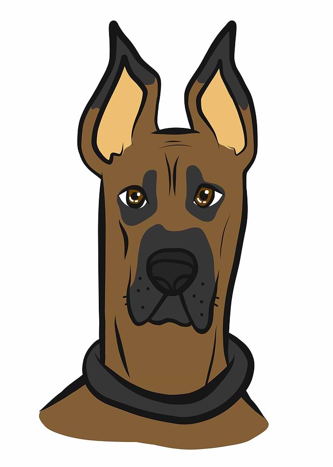 Great Dane dog face